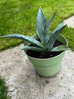 Agave (18cm) v plastovom crepniku