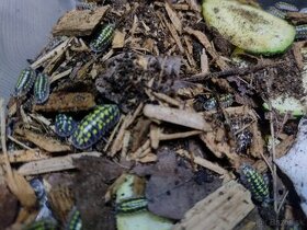 Pozor Isopody npr pre bioaktivne terária