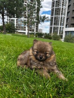 ❤️ Pomeranian šteniatko hľadá rodinu snov