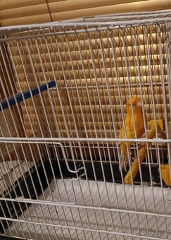 predám samičku kanarika z vonkajšej voliery ma krúžok 2021