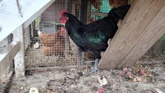 Predám Kohúta Australorpky