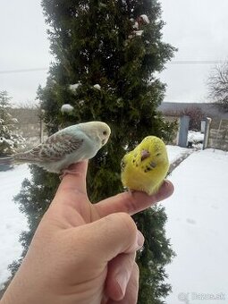 Andulky mlada Maznačik