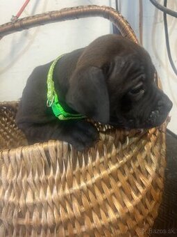 American bully pocket