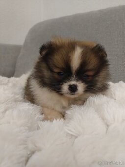 Pomeranian