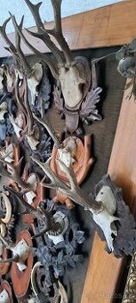 Trofeje a preparáty