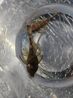 Ancistrus Green Dragon