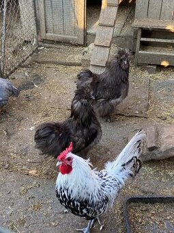 Hodvabnička veľká