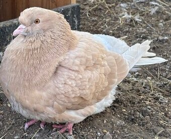 Predám holuby mondén