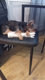 Predám Yorkshire teriér stena 9 mesačnú fenkou