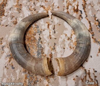 Trofeje, rohy 25-70cm