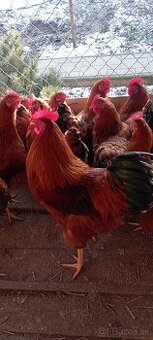 Predám násadové vajcia Gazdovská Hempšíka