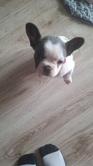 Francúzsky buldocek