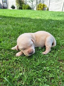 Labrador šteniatka rezervácia,už iba psík je voľný