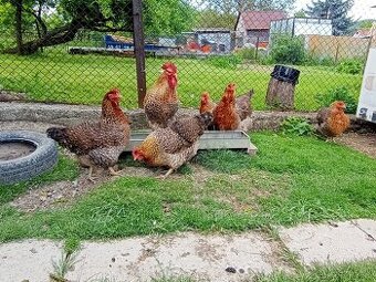 Bielefeldka rodovosfarbená