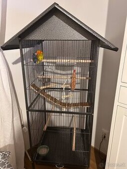 Agapornis samicka samcek parik