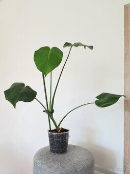 Monstera deliciosa