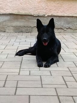 Šteniatka nemecký ovčiak čistokrvné