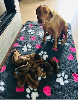 Rhodezsky ridgeback šteniatka