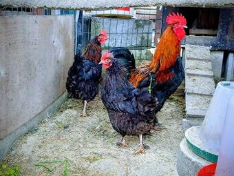 Marans