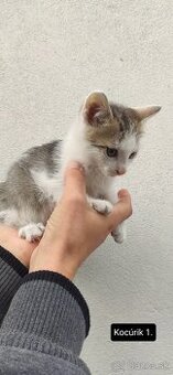 Darujeme mačiatka