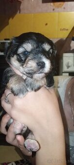 Predám yorsirou malinkeho vzrastu