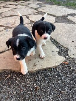 Predám šteniatka border kólie.