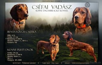 Alpsky jazvecikovity duric