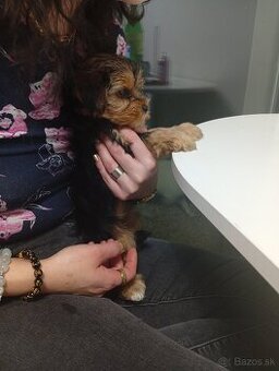 Yorkshire teriér šteniatko na predaj