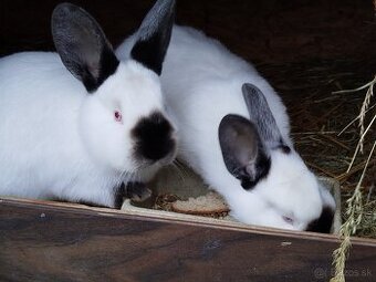 Kalifornský králik