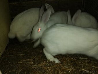 Predám králiky hyla