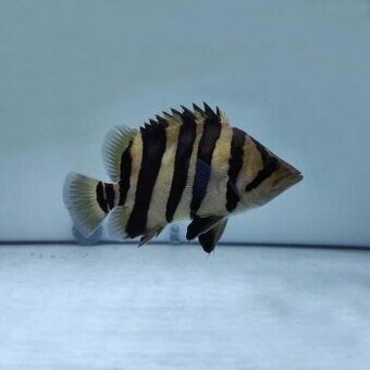datnioides microlepis