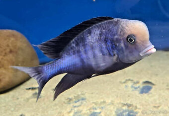 Aulonocara , labidochromis yellow , cyrtocara moorii..