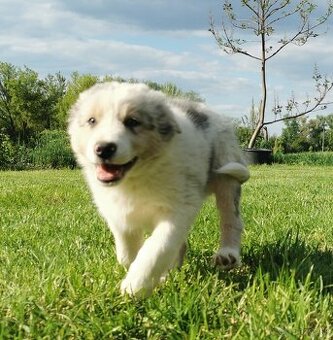 Border Collie, kólia, kolie
