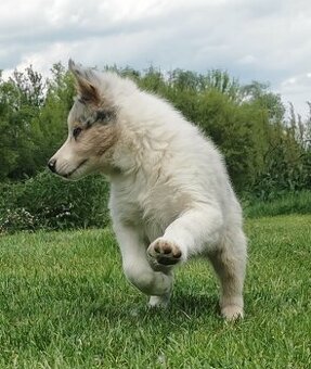 Border Collie, kólia, kolie