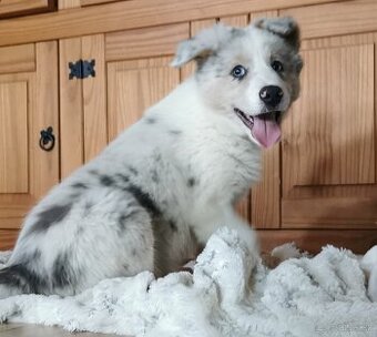 Border Collie, kólia, kolie