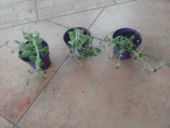 Plektranrus Amboinicus Mami /1ks/2,50€+posta