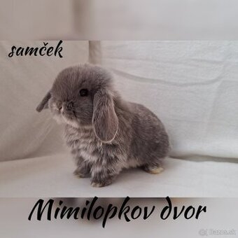 Minilop mláďatká