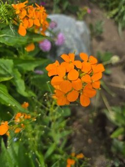 Erysimum