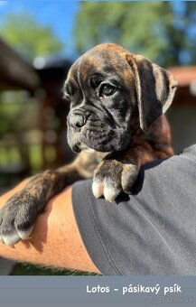 Nemecký boxer s PP