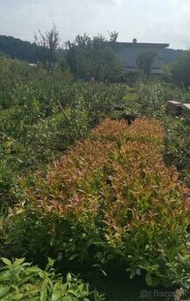 Čučoriedka sadenice