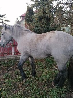 Predám kobylu - 1
