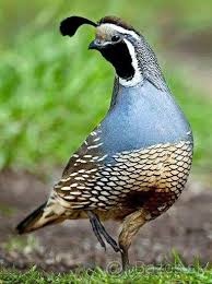 Prepelica Kalifornská - samec 2025