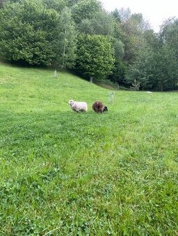 Quessantská miniovečka