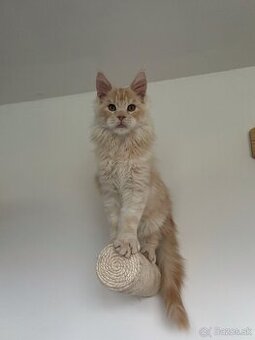 Mainská mývalia mačka / maine coon