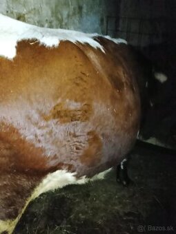 Predam Vysoko Telne kravy 100% pizgau