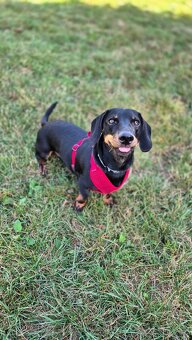 Hľadám garsónku alebo jednoizbový byt aj s malým psikom