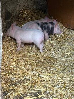 Predám odstávčatá