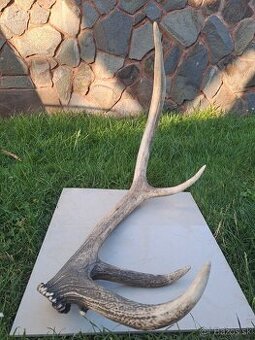 Predám raritný zhod z jeleňa. Váha 2,15kg, dĺžka 97cm, priem