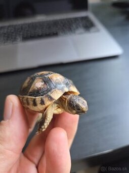 Suchozemska korytnačka zltocierna/obrubena