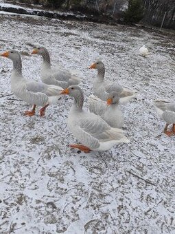 Husi franské, francke